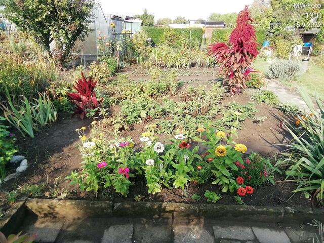 Blumenbeet (1) - 18.9.2022 !!! Gartenschau - Sonntagsbilder 2022 !!!  Temperaturen: Früh 6:03 18,3 Grad / 11:19h 11,2° / 13:36 h 13,9° plus