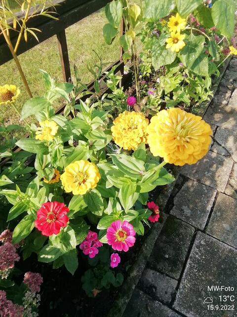 Zinnien - 18.9.2022 !!! Gartenschau - Sonntagsbilder 2022 !!!  Temperaturen: Früh 6:03 18,3 Grad / 11:19h 11,2° / 13:36 h 13,9° plus