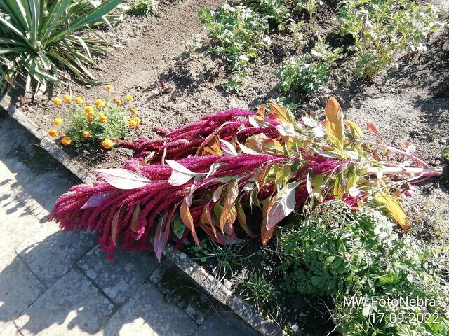Fuchsschwanz vergattert - 18.9.2022 !!! Gartenschau - Sonntagsbilder 2022 !!!  Temperaturen: Früh 6:03 18,3 Grad / 11:19h 11,2° / 13:36 h 13,9° plus18.9.2022 !!!