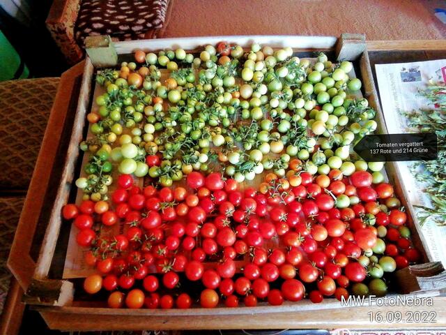 Tomatenernte - 18.9.2022 !!! Gartenschau - Sonntagsbilder 2022 !!!  Temperaturen: Früh 6:03 18,3 Grad / 11:19h 11,2° / 13:36 h 13,9° plus