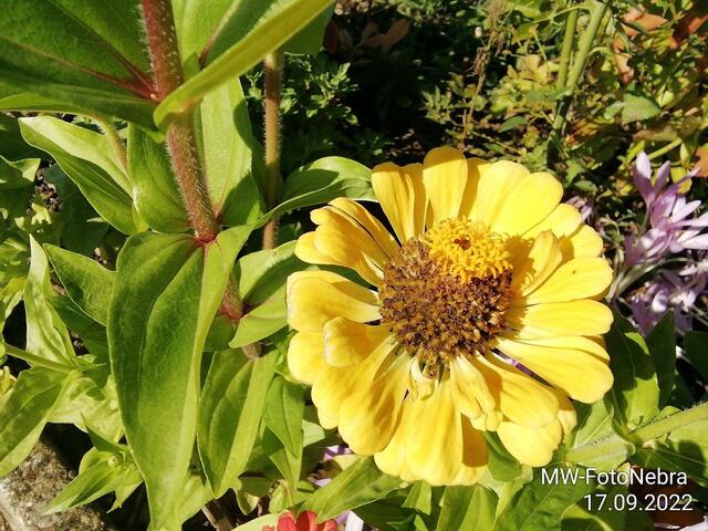 Zinnien (3) - 18.9.2022 !!! Gartenschau - Sonntagsbilder 2022 !!!  Temperaturen: Früh 6:03 18,3 Grad / 11:19h 11,2° / 13:36 h 13,9° plus