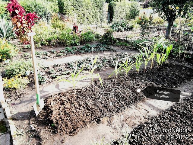 Der Mais ist nix geworden -  18.9.2022 !!! Gartenschau - Sonntagsbilder 2022 !!!  Temperaturen: Früh 6:03 18,3 Grad / 11:19h 11,2° / 13:36 h 13,9° plus