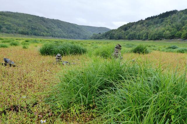 Der Grund des Edersees wurde von Gräsern und Pflanzen erobert.