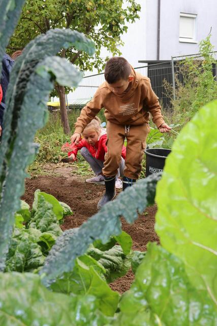 So großes Gemüse hätten die Kinder nicht erwartet! Schwarzwurzel, Mangold und Co sind jetzt reif und werden geerntet. | Foto: Stadt Gersthofen