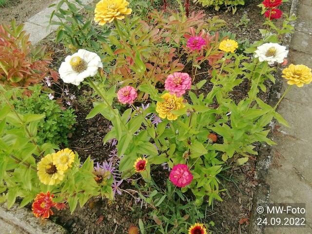 Zinnien - 25.9.2022 !!! Gartenschau - Sonntagsbilder 2022 !!!  Temperaturen: Früh 6:23 9,3 Grad / 11:19h 16,3° / 13:36 h 18,9° plus