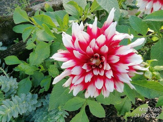 Dahlie - 25.9.2022 !!! Gartenschau - Sonntagsbilder 2022 !!!  Temperaturen: Früh 6:23 9,3 Grad / 11:19h 16,3° / 13:36 h 18,9° plus