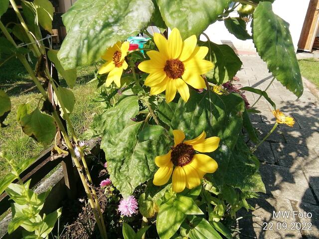 Sonnenblumen - 25.9.2022 !!! Gartenschau - Sonntagsbilder 2022 !!!  Temperaturen: Früh 6:23 9,3 Grad / 11:19h 16,3° / 13:36 h 18,9° plus