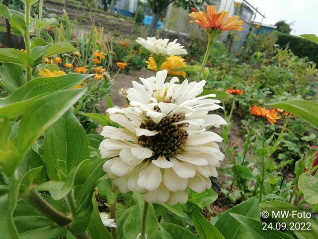 Zinnienblüte - 25.9.2022 !!! Gartenschau - Sonntagsbilder 2022 !!!  Temperaturen: Früh 6:23 9,3 Grad / 11:19h 16,3° / 13:36 h 18,9° plus
