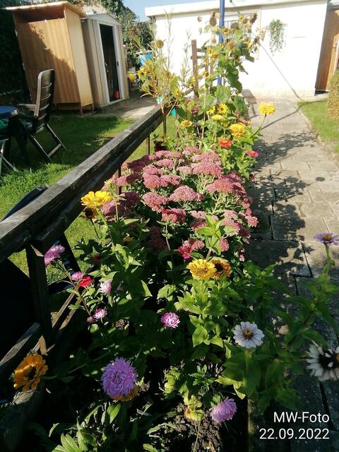 Blumenbeet (1) -  25.9.2022 !!! Gartenschau - Sonntagsbilder 2022 !!!  Temperaturen: Früh 6:23 9,3 Grad / 11:19h 16,3° / 13:36 h 18,9° plus