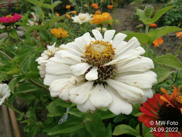 Zinnienblüte (2) - 25.9.2022 !!! Gartenschau - Sonntagsbilder 2022 !!!  Temperaturen: Früh 6:23 9,3 Grad / 11:19h 16,3° / 13:36 h 18,9° plus