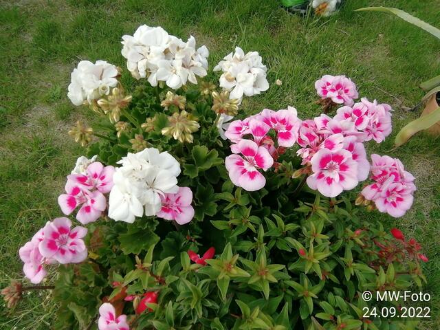 Blumenschale - 25.9.2022 !!! Gartenschau - Sonntagsbilder 2022 !!!  Temperaturen: Früh 6:23 9,3 Grad / 11:19h 16,3° / 13:36 h 18,9° plus