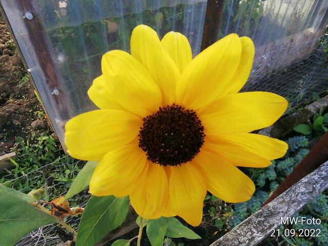 Sonnenblume - 25.9.2022 !!! Gartenschau - Sonntagsbilder 2022 !!!  Temperaturen: Früh 6:23 9,3 Grad / 11:19h 16,3° / 13:36 h 18,9° plus