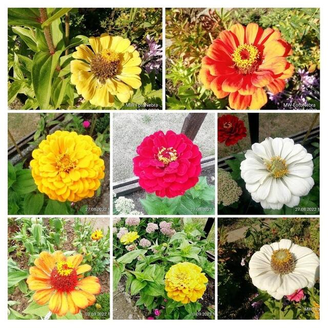 Zinniencollage -  25.9.2022 !!! Gartenschau - Sonntagsbilder 2022 !!!  Temperaturen: Früh 6:23 9,3 Grad / 11:19h 16,3° / 13:36 h 18,9° plus