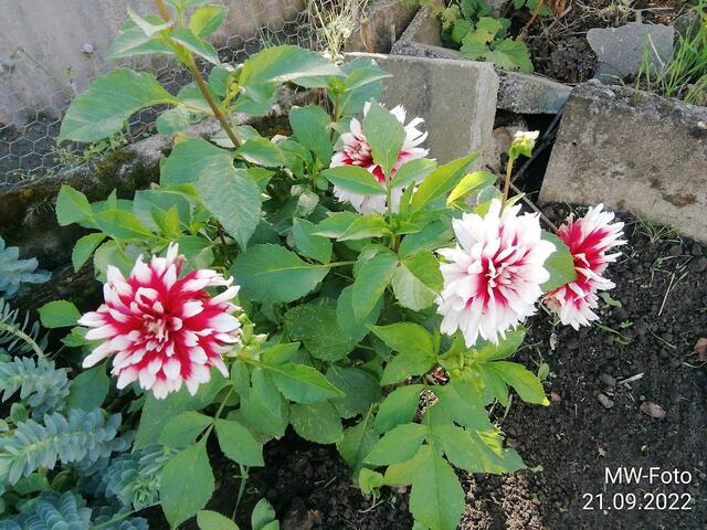 Dahlien (2) - 25.9.2022 !!! Gartenschau - Sonntagsbilder 2022 !!!  Temperaturen: Früh 6:23 9,3 Grad / 11:19h 16,3° / 13:36 h 18,9° plus