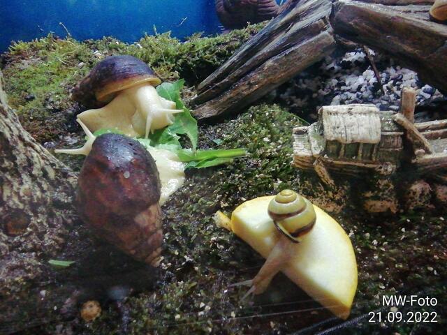 Im Terrarium - 25.9.2022 !!! Gartenschau - Sonntagsbilder 2022 !!!  Temperaturen: Früh 6:23 9,3 Grad / 11:19h 16,3° / 13:36 h 18,9° plus