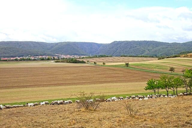 Schafherde, vor dem Hintergrund Thale mit den Harzbergen
