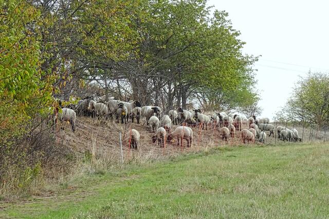 Schafherde am Kammweg