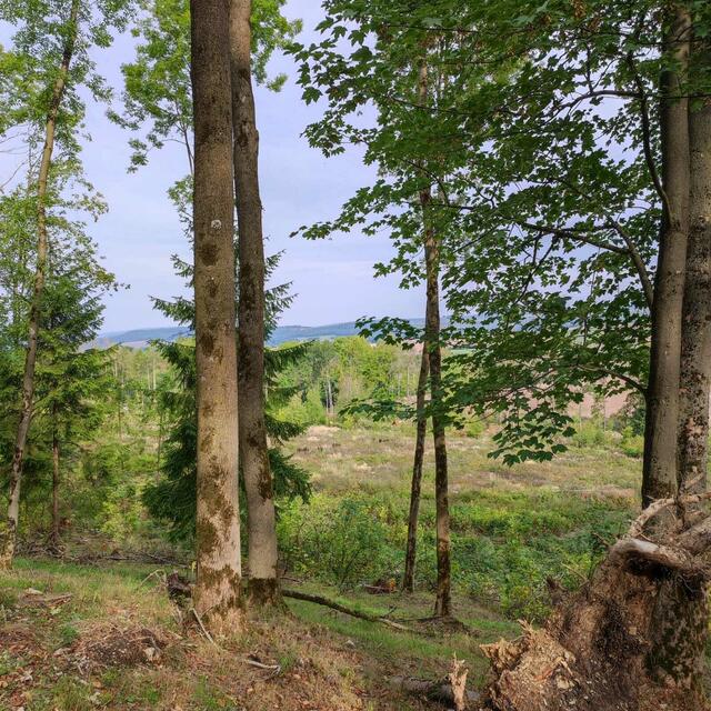 Blick vom Schlachtfeld