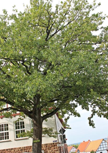 Hindenburg-Eiche, gepflanzt im Jahre 1915, in der Nähe der evangelischen Kirche in der Stadt Waldeck.