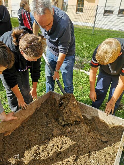 Lehrer Klaus Edenhofer sticht mit einer Gabel die Kartoffeln aus dem Hochbeet, die Kinder warten schon ganz ungeduldig auf das Ernten der Bodenbirne. | Foto: Ana Simunovic, Klasse 6a