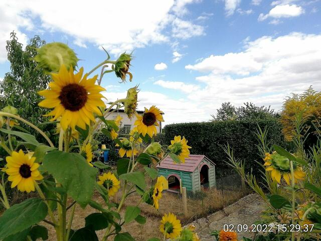 Sonnenblumen - Kommt bitte mit auf den Rundgang in und um Nebra,danke im voraus !