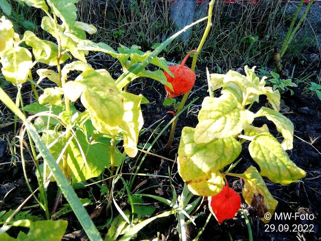 Lampionblume - 2.10.2022 !!! Gartenschau - Sonntagsbilder 2022 !!!  Temperaturen: Früh 6:29 9,3 Grad / 11:19h 16,3° / 13:36 h 19,9° plus