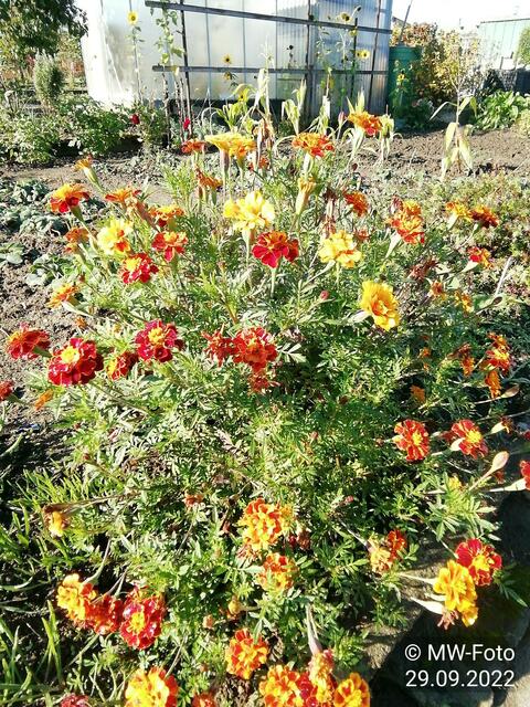Studentenblumen - 2.10.2022 !!! Gartenschau - Sonntagsbilder 2022 !!!  Temperaturen: Früh 6:29 9,3 Grad / 11:19h 16,3° / 13:36 h 19,9° plus