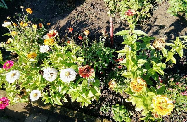 Blumenbeet (2) - 2.10.2022 !!! Gartenschau - Sonntagsbilder 2022 !!!  Temperaturen: Früh 6:29 9,3 Grad / 11:19h 16,3° / 13:36 h 19,9° plus
