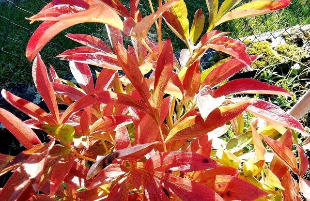 Herbstfarben der Pfingstrose - 2.10.2022 !!! Gartenschau - Sonntagsbilder 2022 !!!  Temperaturen: Früh 6:29 9,3 Grad / 11:19h 16,3° / 13:36 h 19,9° plus