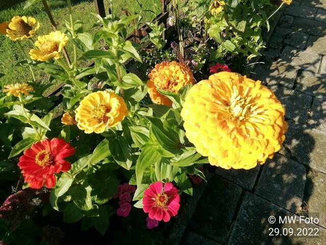 Zinnien - 2.10.2022 !!! Gartenschau - Sonntagsbilder 2022 !!!  Temperaturen: Früh 6:29 9,3 Grad / 11:19h 16,3° / 13:36 h 19,9° plus