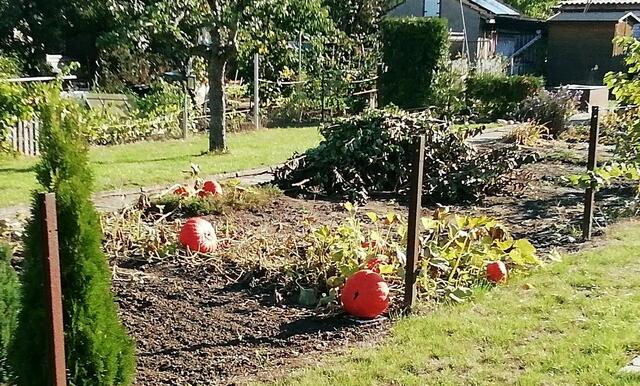 Kürbisse beim Nachbarn - 2.10.2022 !!! Gartenschau - Sonntagsbilder 2022 !!!  Temperaturen: Früh 6:29 9,3 Grad / 11:19h 16,3° / 13:36 h 19,9° plus