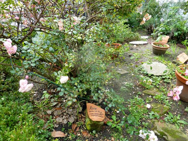 Rose - Symbol für Christi Blut, Liebe, Schönheit, Vergänglichkeit