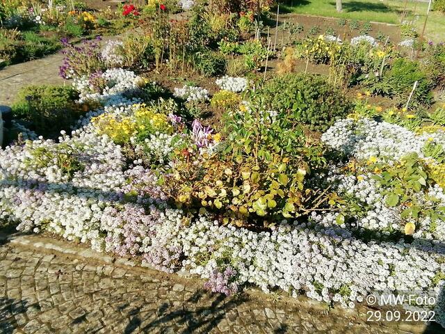 Blütenteppich - 2.10.2022 !!! Gartenschau - Sonntagsbilder 2022 !!!  Temperaturen: Früh 6:29 9,3 Grad / 11:19h 16,3° / 13:36 h 19,9° plus
