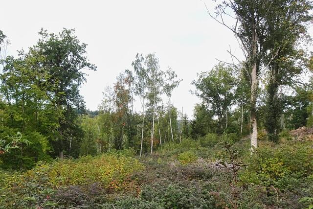 am Klosterkopf