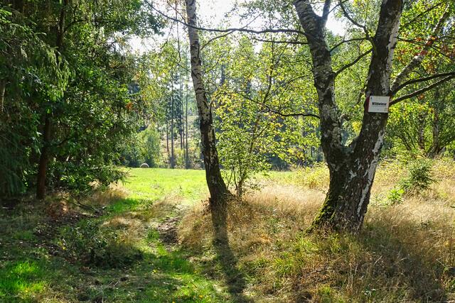 Wildwiese