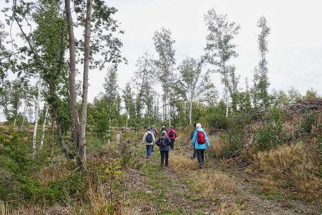 am Klosterkopf , auch stand noch vor ein paar Jahren ein Fichtenwald