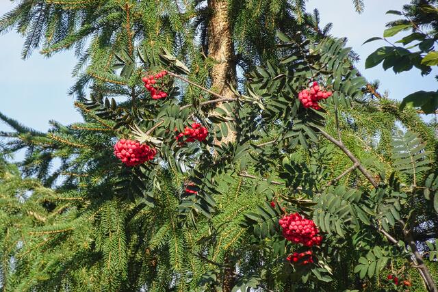 Vogelbeeren