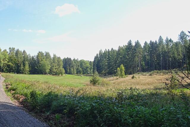 Wildwiese Herbstzeitlose