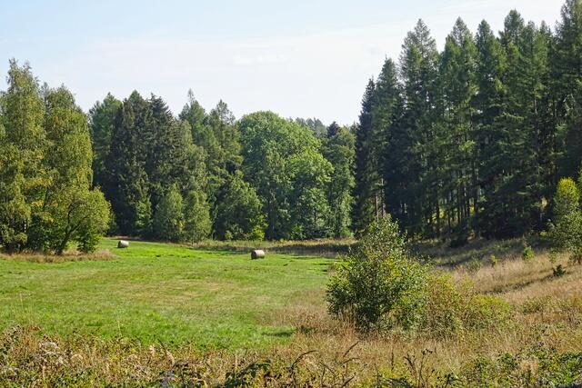 Wildwiese Herbstzeitlose