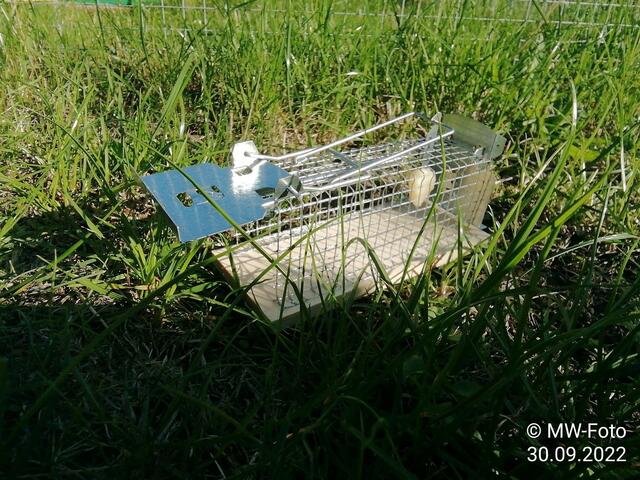 Mausfalle - 2.10.2022 !!! Gartenschau - Sonntagsbilder 2022 !!!  Temperaturen: Früh 6:29 9,3 Grad / 11:19h 16,3° / 13:36 h 19,9° plus https://www.myheimat.de/nebra-unstrut/natur/eine-mausefalle-zum-lebend-fangen-ich-habe-mir-eure-kritik-zu-herzen-genommen-d3421440.html