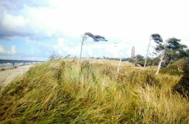 Windflüchter. Im Hintergrund ist der Leuchtturm Prerow sichtbar.