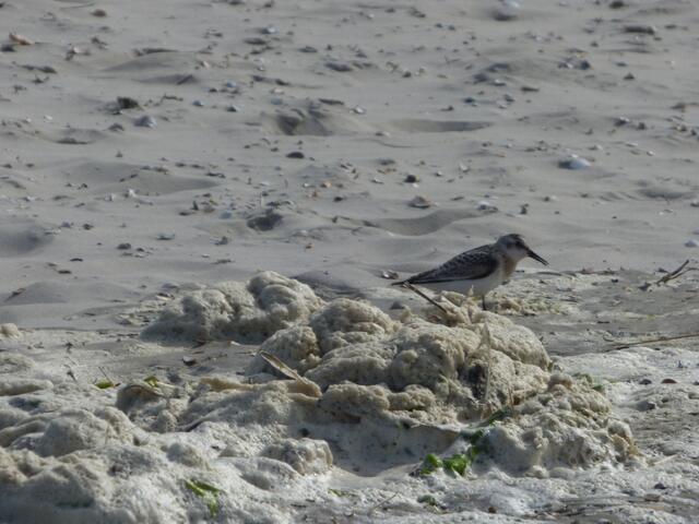 Ein Strandläufer ( Flußstrandläufer? )