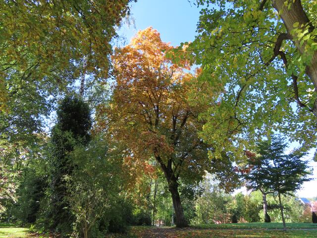 ... und werde gleich vor dem bunten Baum nach rechts auf den Weg abbiegen, um zum unteren Teil des "Hexengartens" zu kommen. Ich könnte auch die Treppe (geradeaus) nehmen, aber heute will ich mal den längeren Weg gehen.