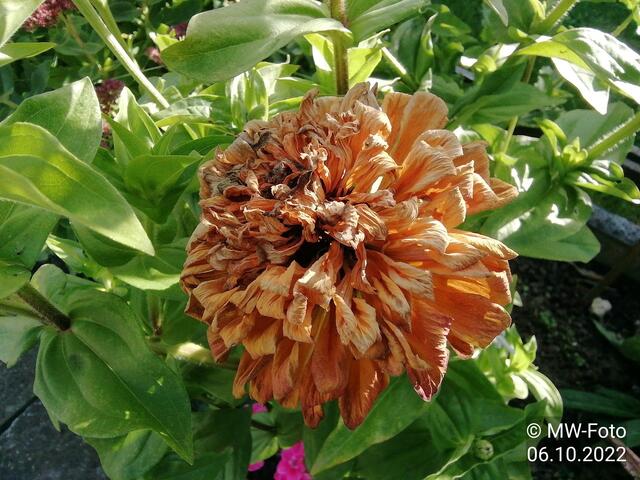 Zinnien (2) - 9.10.2022 !!! Gartenschau - Sonntagsbilder 2022 !!!  Temperaturen: Früh 6:19  11,3 Grad / 11:19h 15,3° / 13:36 h 18,9° plus