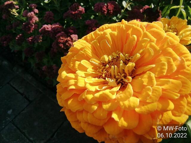 Zinnien (1) - (3) - 9.10.2022 !!! Gartenschau - Sonntagsbilder 2022 !!!  Temperaturen: Früh 6:19  2,3 Grad / 11:19h 10,3° / 13:36 h 16,9° plus