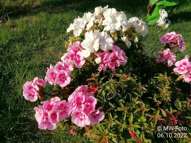 Blumenschale - 9.10.2022 !!! Gartenschau - Sonntagsbilder 2022 !!!  Temperaturen: Früh 6:19  2,3 Grad / 11:19h 10,3° / 13:36 h 16,9° plus