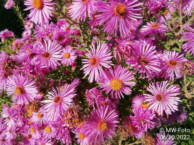 Herbstastern - 9.10.2022 !!! Gartenschau - Sonntagsbilder 2022 !!!  Temperaturen: Früh 6:19  2,3 Grad / 11:19h 10,3° / 13:36 h 16,9° plus
