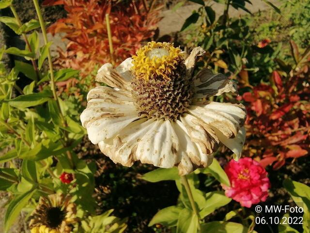 Zinnien (3) - 9.10.2022 !!! Gartenschau - Sonntagsbilder 2022 !!!  Temperaturen: Früh 6:19  2,3 Grad / 11:19h 10,3° / 13:36 h 16,9° plus