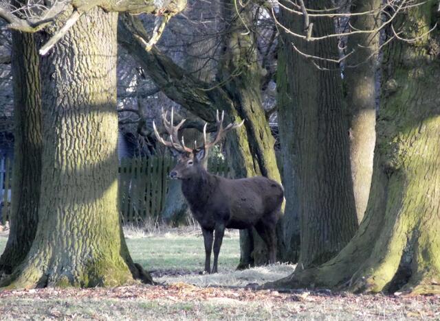 ...und Rothirsche.