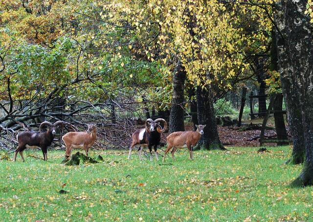 In Freiheit leben sie in den deutschen Mittelgebirgen. Diese allerdings im Wildpark bei Neuhaus im Solling. Der rechte Widder muss ein altes Tier sein, denn er hat ein eindrucksvolles Gehörn.